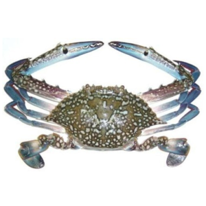 Blue Crab- Khekda